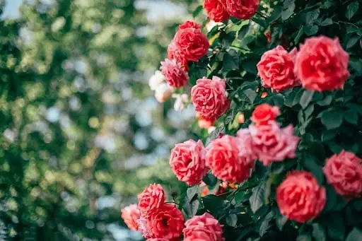 Giải Mã Giấc Mơ Về Hoa Hồng