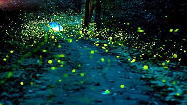Giải Mã Giấc Mơ Thấy Đom Đóm