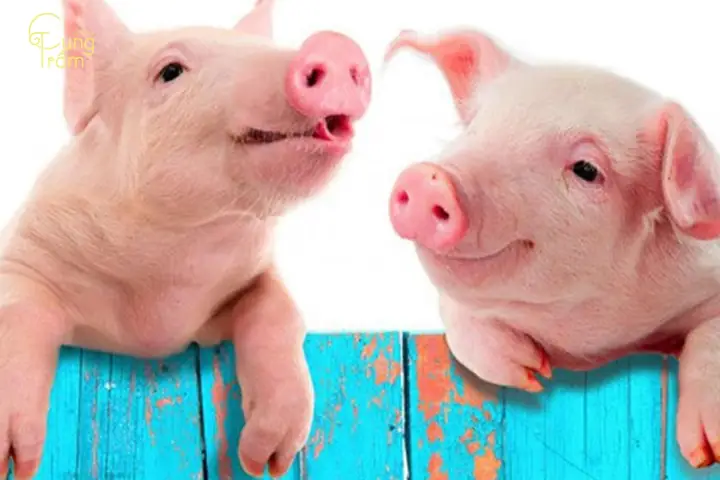 Nằm Mơ Thấy Lợn Là Điềm Gì? Ngụ Ý Điều Gì Trong Tương Lai? | Cung ...
