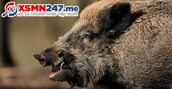 Những Giấc Mơ Thấy Heo Rừng, Lợn Rừng Khác