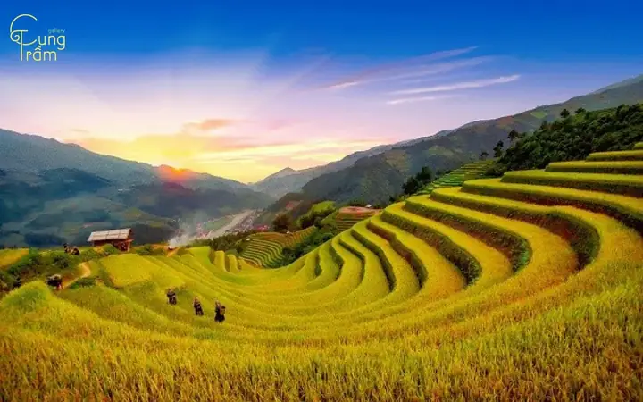 Nằm Mơ Thấy Lúa: Giải Mã Chi Tiết Điềm Báo Tốt Lành Về Tài Lộc | Cung ...
