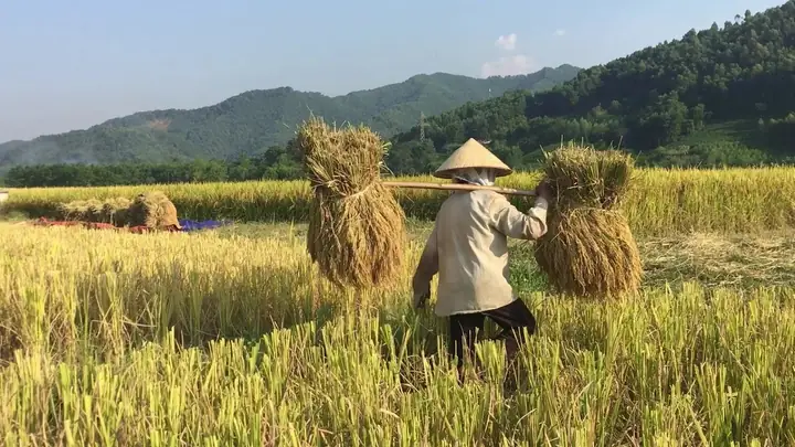 Nằm Mơ Thấy Lúa Là Một Trong Những Giấc Mơ Quen Thuộc Và Mang Nhiều Tầng Ý Nghĩa Khác Nhau. Trong Tâm Linh Phương Đông, Lúa Gắn Liền Với Sự No Đủ, Ấm No Và May Mắn. Tuy Nhiên, Không Phải Giấc Mơ Nào Liên Quan Đến Lúa Cũng Mang Điềm Lành. Nằm Mơ Thấy Lúa Là Một Trong Những Giấc Mơ Quen Thuộc Và Mang Nhiều Tầng Ý Nghĩa Khác Nhau. Trong Tâm Linh Phương Đông, Lúa Gắn Liền Với Sự No Đủ, Ấm No Và May Mắn. Tuy Nhiên, Không Phải Giấc Mơ Nào Liên Quan Đến Lúa Cũng Mang Điềm Lành.