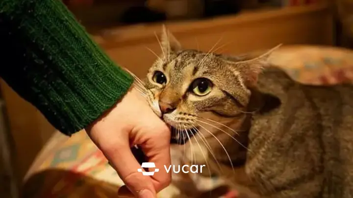Mơ Thấy Mèo Cắn