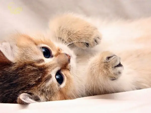 Nằm Mơ Thấy Mèo Lạ Đẻ Trong Nhà