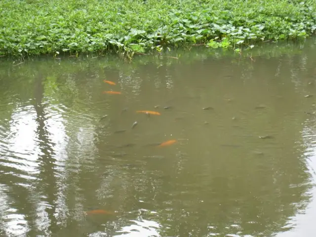 Mơ Thấy Cá Đang Bơi Trong Nước