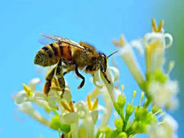 Đôi Nét Về Loài Ong Cần Mẫn
