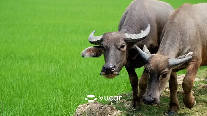 Quan Điểm Khoa Học Về Giấc Mơ Và Lời Khuyên Thực Tế