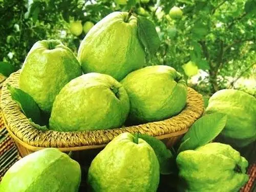 Giải Mã Giấc Mơ Thấy Quả Ổi Giải Mã Giấc Mơ Thấy Quả Ổi