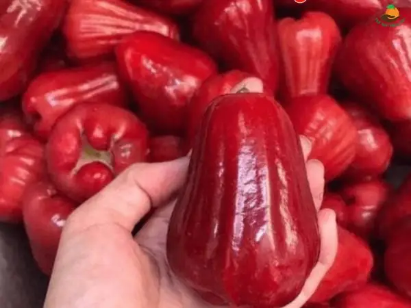 Giải Mã Bí Ẩn Giấc Mơ Thấy Quả Roi