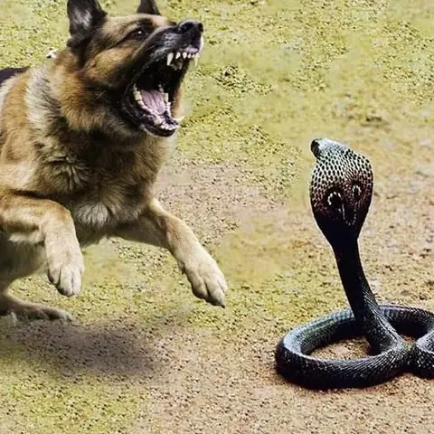 Cái Nhìn Tổng Quan Về Giải Mã Giấc Mơ Thấy Rắn Cắn Chó
