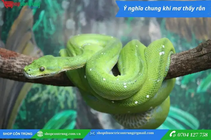 A.rắn Trong Tâm Linh Và Tín Ngưỡng