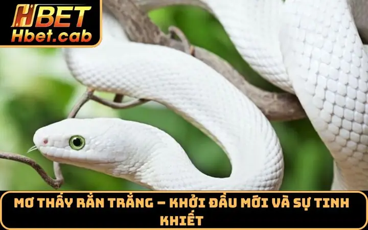 Mơ Thấy Rắn Trắng – Khởi Đầu Mới Và Sự Tinh Khiết