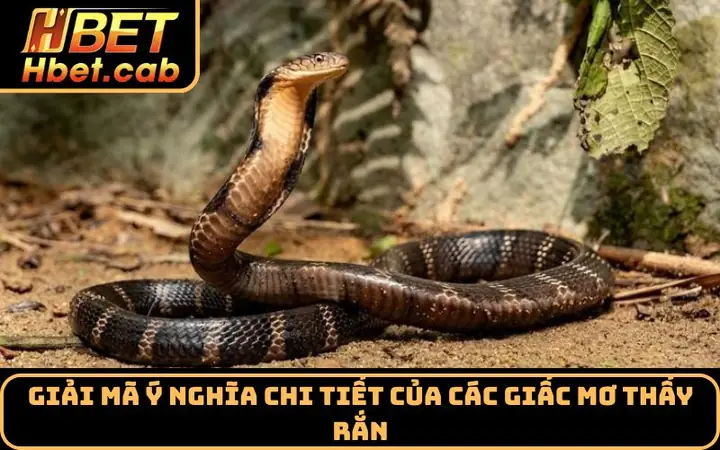 Giải Mã Ý Nghĩa Chi Tiết Của Các Giấc Mơ Thấy Rắn