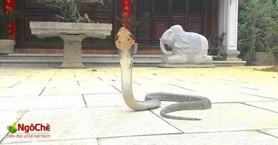 Mơ Thấy Rắn Vào Nhà