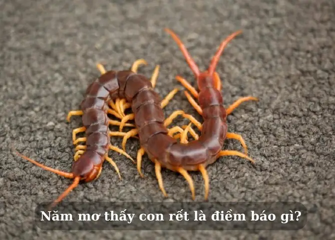 Mơ Thấy Rết Đánh Con Gì Dễ Trúng?