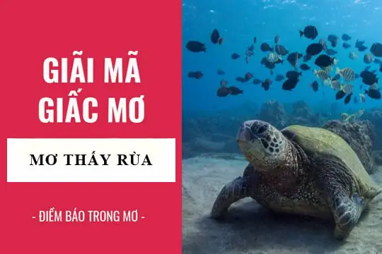 ( Phunutoday )- Rùa Được Xem Là Linh Vật Mang Lại Nhiều May Mắn. Người Ta Cho Rằng Thần Rùa Hiện Thân Sẽ Mang Tới Nhiều Điềm Lành, Cát Hỷ. Vậy Có Phải Nằm Mơ Thấy Rùa Là May Mắn Hay Không? Hãy Cùng Tìm Hiểu. ( Phunutoday )- Rùa Được Xem Là Linh Vật Mang Lại Nhiều May Mắn. Người Ta Cho Rằng Thần Rùa Hiện Thân Sẽ Mang Tới Nhiều Điềm Lành, Cát Hỷ. Vậy Có Phải Nằm Mơ Thấy Rùa Là May Mắn Hay Không? Hãy Cùng Tìm Hiểu.