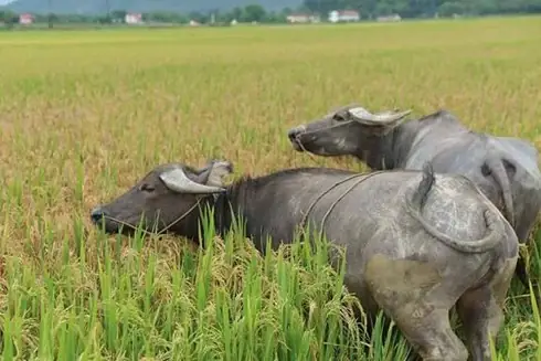 Nằm Mơ Thấy Lúa Là Một Trong Những Giấc Mơ Quen Thuộc Và Mang Nhiều Tầng Ý Nghĩa Khác Nhau. Trong Tâm Linh Phương Đông, Lúa Gắn Liền Với Sự No Đủ, Ấm No Và May Mắn. Tuy Nhiên, Không Phải Giấc Mơ Nào Liên Quan Đến Lúa Cũng Mang Điềm Lành.