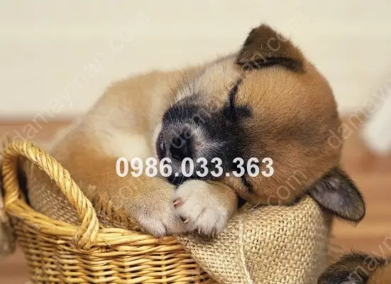 Giải Mã Giấc Mơ Về Chó Và Mèo