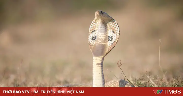 Chuyên Gia Giải Mã Những Giấc Mơ Về Rắn