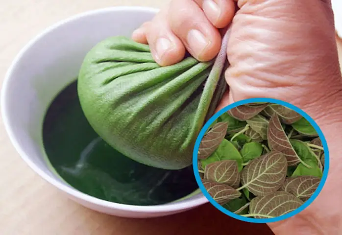 Lá Mơ Lông Chữa Bệnh Đường Ruột Và Những Lưu Ý Khi Sử Dụng