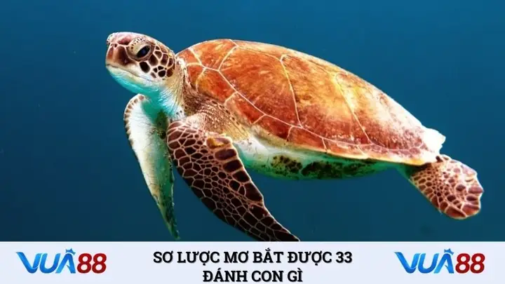 Mơ Bắt Được 33 Đánh Con Gì Là Sao?