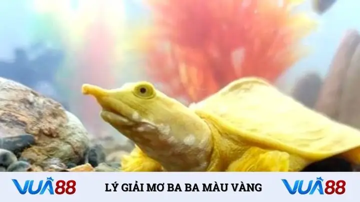 Mơ Bắt Được 33 Đánh Con Gì Màu Vàng