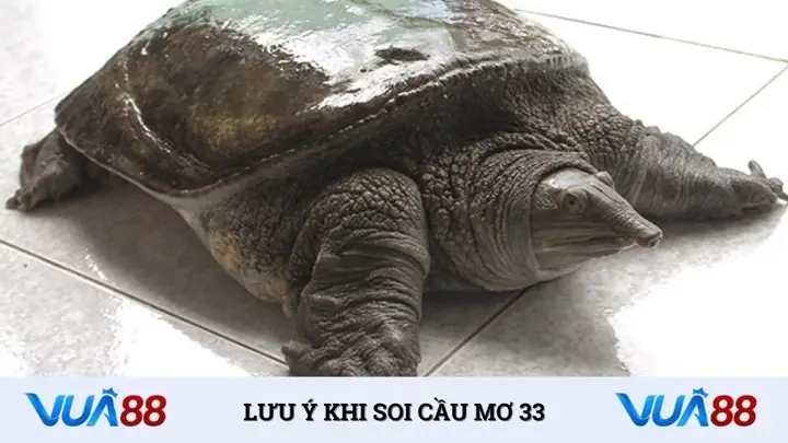 Lưu Ý Khi Áp Dụng Soi Cầu Giấc Mơ Ba Ba