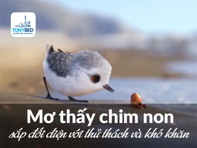 Mơ Bắt Được Chim Non: Giải Mã Điềm Báo Trong Giấc Mơ Của Bạn Mơ Bắt Được Chim Non: Giải Mã Điềm Báo Trong Giấc Mơ Của Bạn