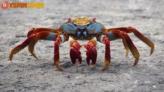- Mơ Thấy Cua Đồng