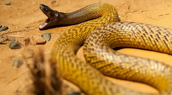 13. Mơ Bị Rắn Cắn Vào Lưng