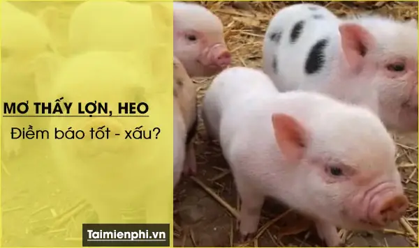 Nằm Mơ Thấy Lợn, Heo Mang Điềm Báo Gì?