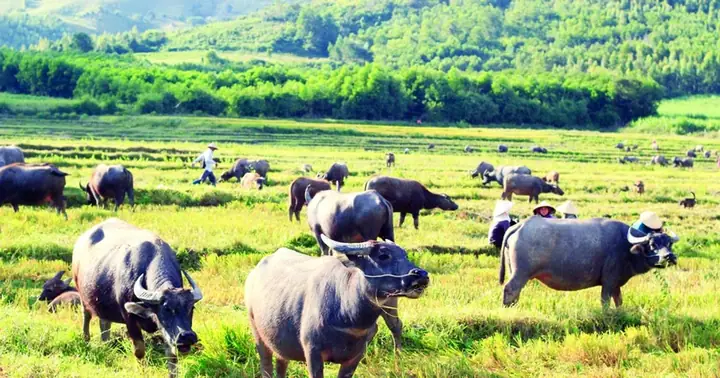 Mơ Thấy Trâu Điềm Báo Xấu Hay Tốt? Con Số May Mắn Liên Quan
