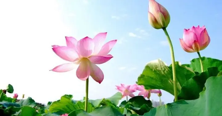 Mơ Thấy Người Khác Ăn Hạt Sen
