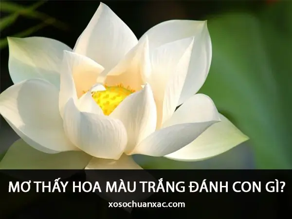 Mơ Thấy Ăn Hạt Sen: Ý Nghĩa Sâu Sắc Và Điềm Báo Chi Tiết
