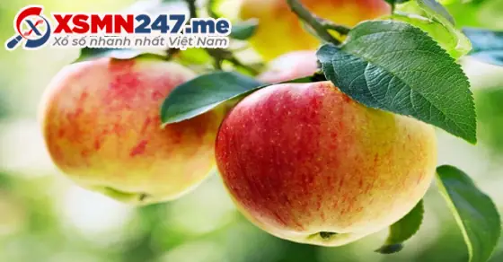 - Ý Nghĩa Giấc Mơ Thấy Hái Táo