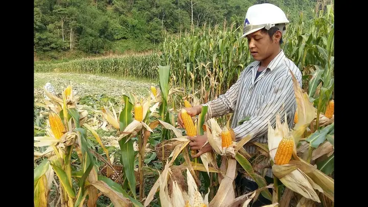Mơ Thấy Thu Hoạch Ngô