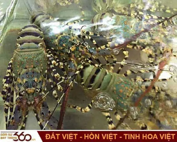 Nằm Mơ Thấy Tôm Đánh Con Gì, Số Mấy Chuẩn Xác Nhất?