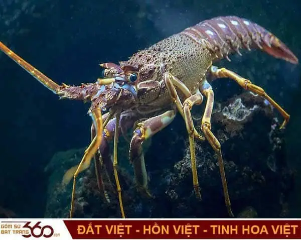 Mơ Thấy Con Tôm Là Điềm Báo Gì? Lành Hay Dữ?