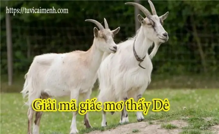 Ý Nghĩa Tiêu Cực Của Giấc Mơ Dê Xồm