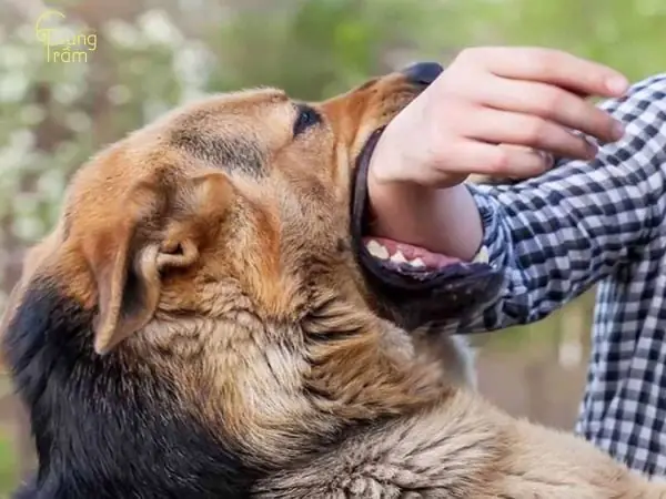 Mơ Thấy Cá Cắn Tay Chảy Máu Là Điềm Gì? Giải Mã Chi Tiết Và Cảnh Báo Đáng Chú Ý