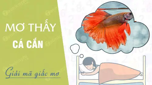 Nằm Mơ Thấy Cá Cắn