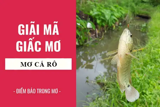 Giải Mã Giấc Mơ: Nằm Mơ Thấy Cá Rô, Rô Phi Điềm Báo Gì, Lành Hay ...