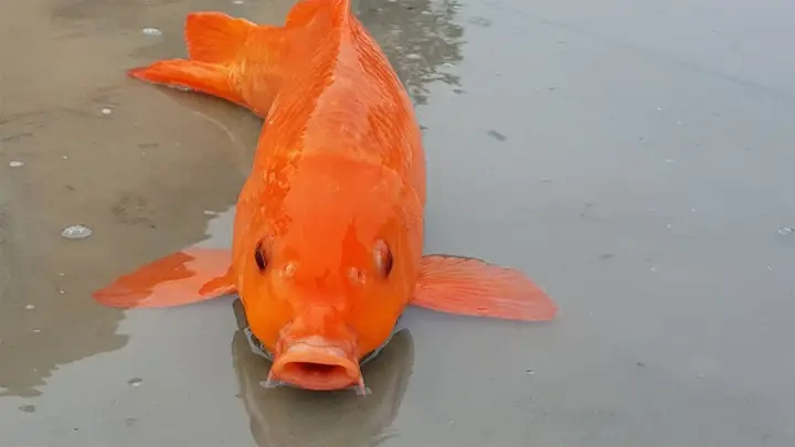 Mơ Thấy Cá Bơi Trên Cạn