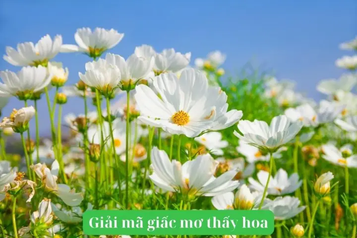 Mơ Thấy Hoa: Giải Mã Ý Nghĩa & Con Số May Mắn