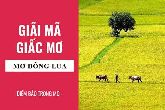 Giải Mã Giấc Mơ: Nằm Mơ Thấy Đồng Lúa Chín Điềm Báo Gì, Lành Hay ...