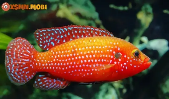 Nằm Mơ Thấy Cá Đen Là Điềm Gì? Giải Đáp Nhanh, Đủ Và Chuẩn Theo ...