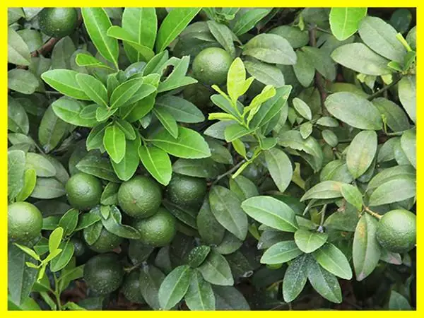 Mơ Thấy Cây Chanh Đánh Con Gì Nên Chọn Số Mấy