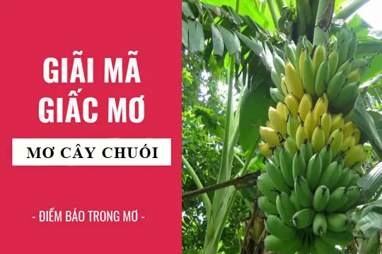 Giải Mã Giấc Mơ: Nằm Mơ Thấy Cây Chuối, Nải Chuối Điềm Báo Gì ...
