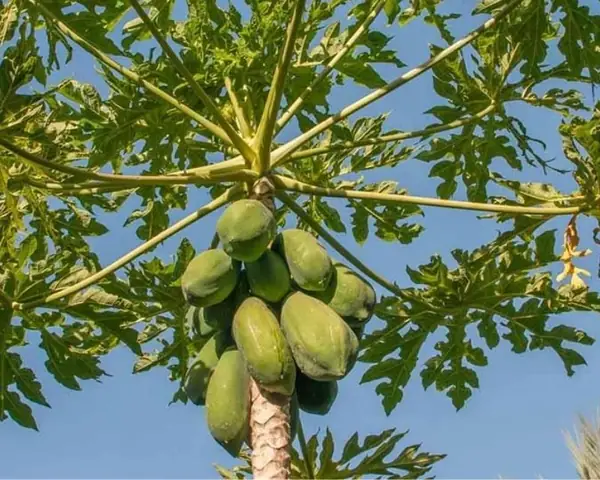 Mơ Thấy Cây Đu Đủ Đánh Con Gì?