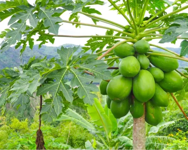 Mơ Thấy Cây Đu Đủ Có Trái